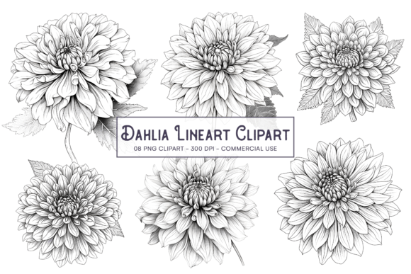 Download Dahlia Line Art Flower PNG Sublimation - Flower Collection